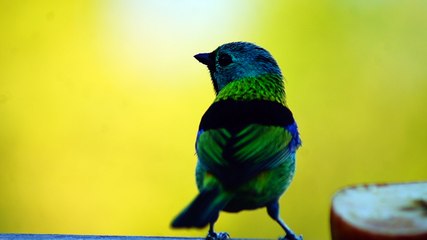 BIRDWATCHING, UBATUBA, SP, BRASIL, 17 DE JUNHO DE 2015, (6)