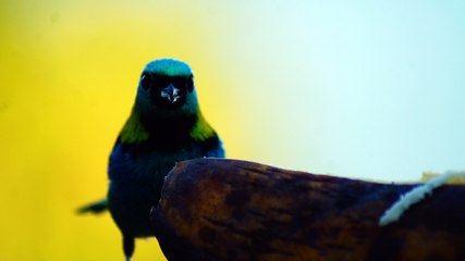 BIRDWATCHING, UBATUBA, SP, BRASIL, 17 DE JUNHO DE 2015, (7)
