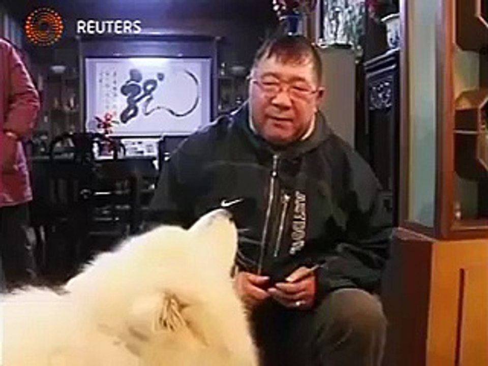 un sacrè chien qui sait faire les calculs