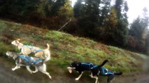 Entraînement chiens de traîneau en 4 roues 2013-2014 - Sled dog fall training