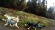Entraînement chiens de traîneau en 4 roues 2013-2014 - Sled dog fall training