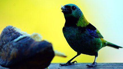 BIRDWATCHING, UBATUBA, SP, BRASIL, 17 DE JUNHO DE 2015, (10)