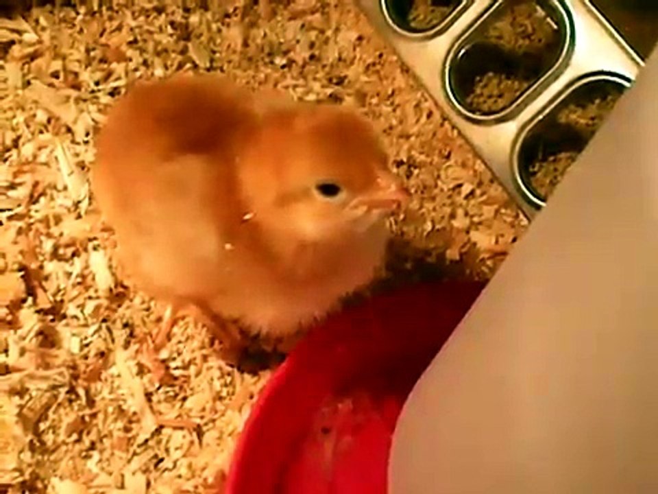Baby Chicks 1 week old