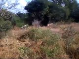 Lioness lions and pride kruger park scary moment