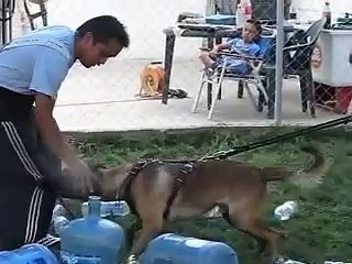 UCAM Seminario de adiestramiento y tecnicas de ring fránces