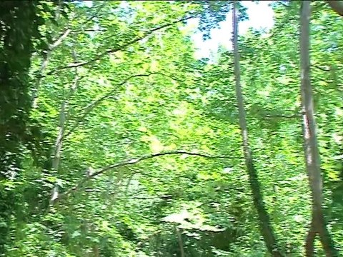 ΗΜΕΡΙΔΑ ΓΙΑ ΤΟ ΠΛΑΤΑΝΟΔΑΣΟΣ ΣΤΗΝ ΛΑΜΙΑ