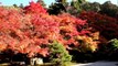 Zen Gardens of Kyoto: Autumn Colors 【HD】