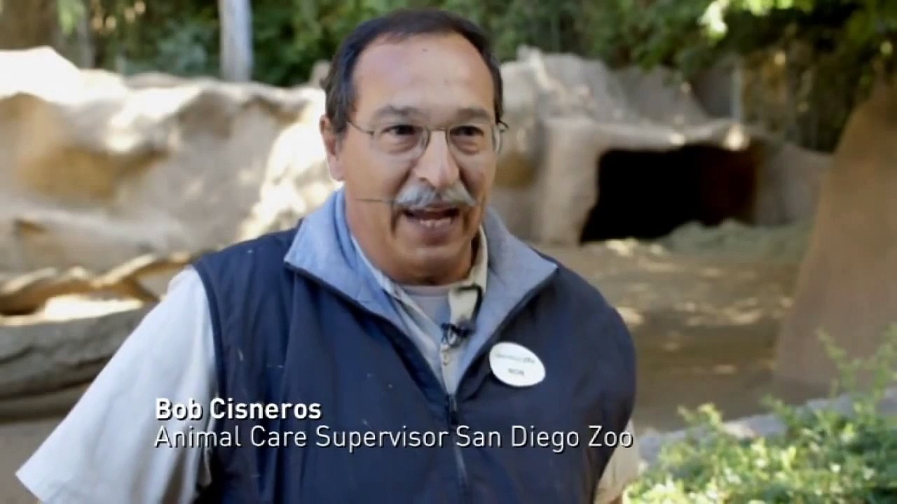 Baby Visayan warty piglets get used to their new home in San Diego Zoo