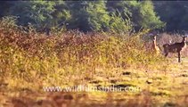 Nilgai or Bluebull Antelopes in Keoladeo National Park, Bharatpur