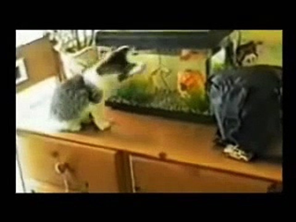 Funny Cats 3