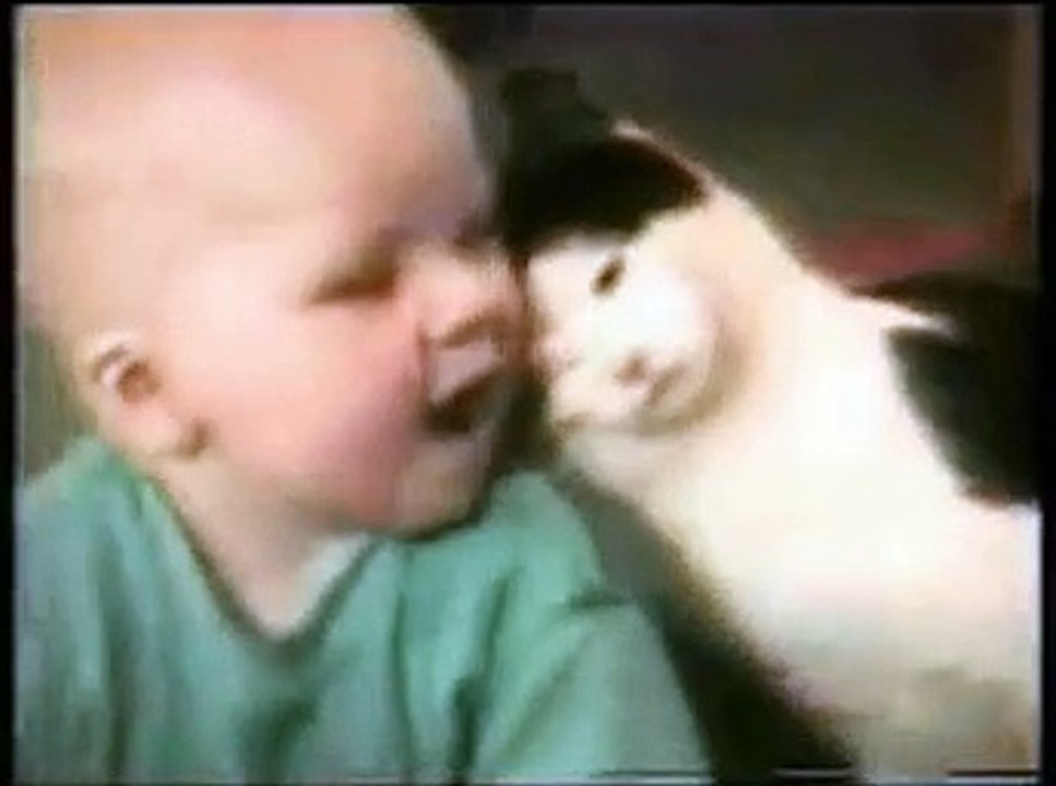 Funny Cats