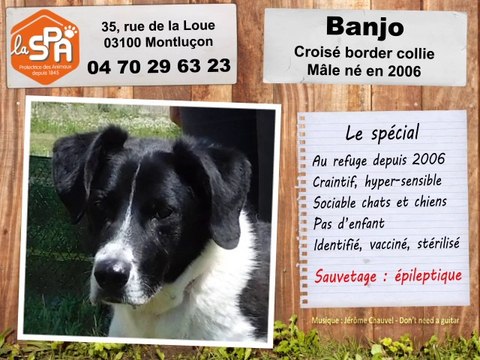 Banjo, croisé border collie : adopté
