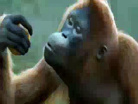 VID-20150611-WA0017.mp4