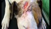 RSPCA Video - Status dogs: weapon of choice? WARNING: Contains graphic images