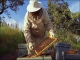 apilcultura abejas -Luis Miguel Domínguez Avatar