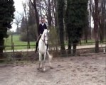 Equitazione Classica Dressage - Francesco Vedani - riunire il galoppo - I fase (passo)