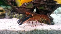 Cherax irian jaya (hoa creek), Blau-rosa Krebs im Aquarium