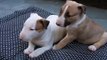 Bull Terrier filhotes a venda - Puppies for sale - Filhotes On Line BH