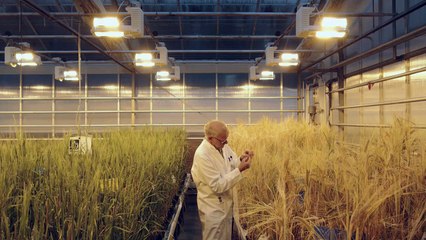 Carlsberg lance son shampoing à base de bière