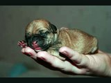 Newborn Puggle Puppies