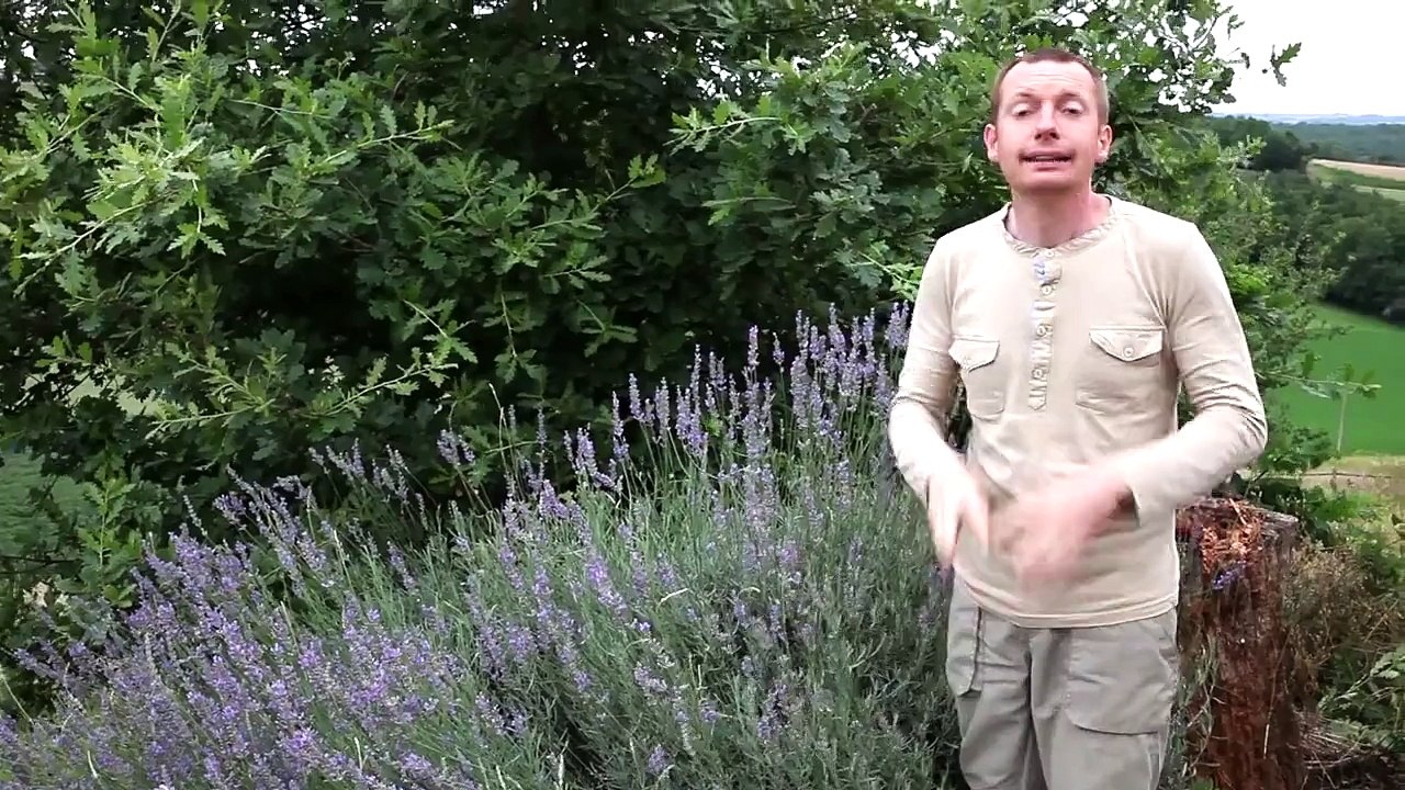 Comment tailler la lavande ?