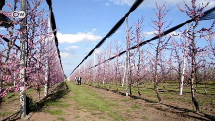 Griechische Bauern bleiben auf Obst sitzen | Wirtschaft kompakt