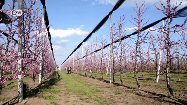 Griechische Bauern bleiben auf Obst sitzen | Wirtschaft kompakt