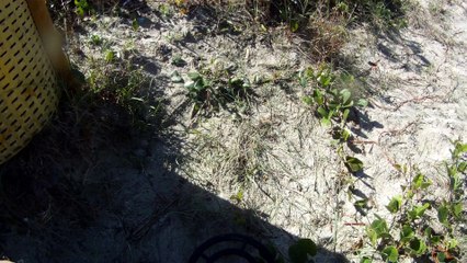 CAMINHADA NAS ONDAS E NOS MARES RICOS, VIDA, VIVA A VIDA, UBATUBA, SP, BRASIL, 17 DE JUNHO DE 2015, (38)