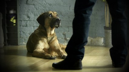 Videos De Fondation 30 Millions D Amis Dailymotion