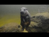 Nace la primera cría de hipopótamo pigmeo desde 1981 en el zoológico de Melbourne