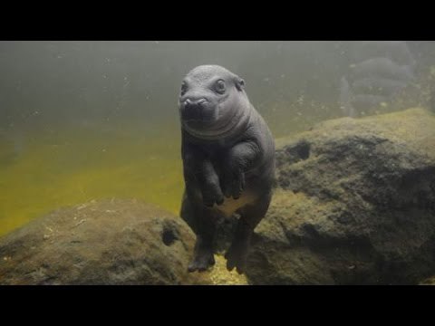 Nace la primera cría de hipopótamo pigmeo desde 1981 en el zoológico de Melbourne