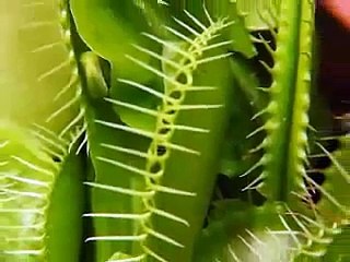 Venus Flytrap in Action