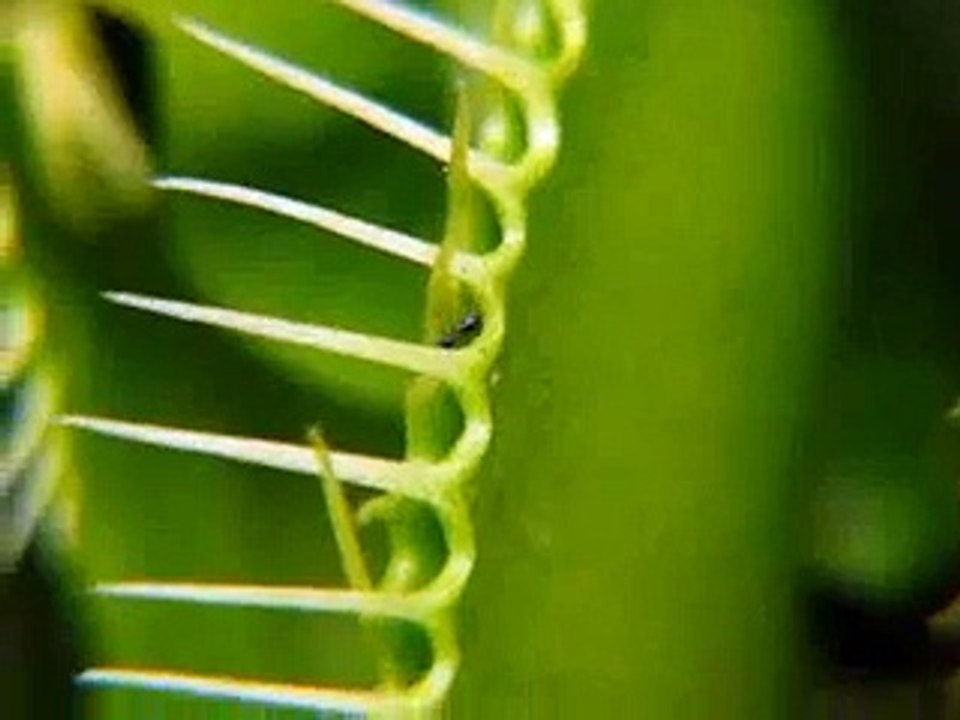 Venus Flytrap in Action