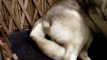 Siberian Husky being born....awwwwwwww