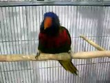 Lorikeet talking