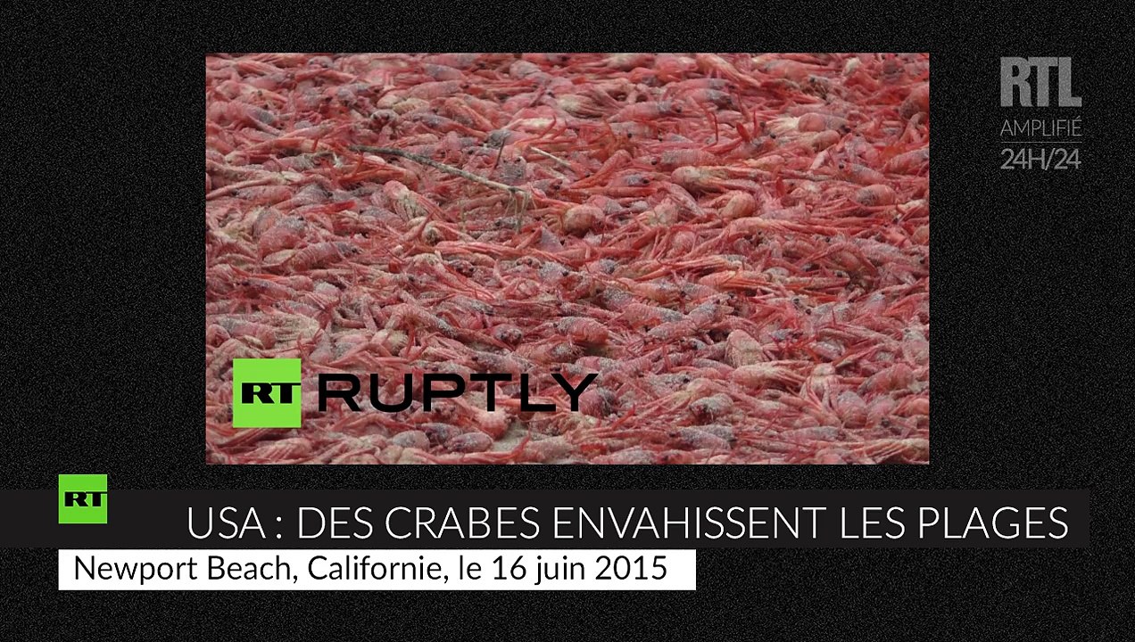 États-Unis : des millions de petits crabes échouent sur les plages californiennes