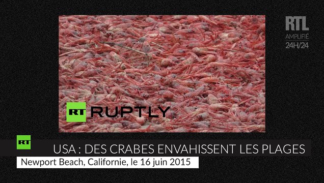 États-Unis : des millions de petits crabes échouent sur les plages californiennes