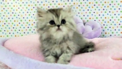 Silver Persian Kitten Pepper, 8 weeks old!