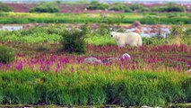 Wildlife Photography Workshops / Wildlife Photography Tours - Polar Bears in Canada