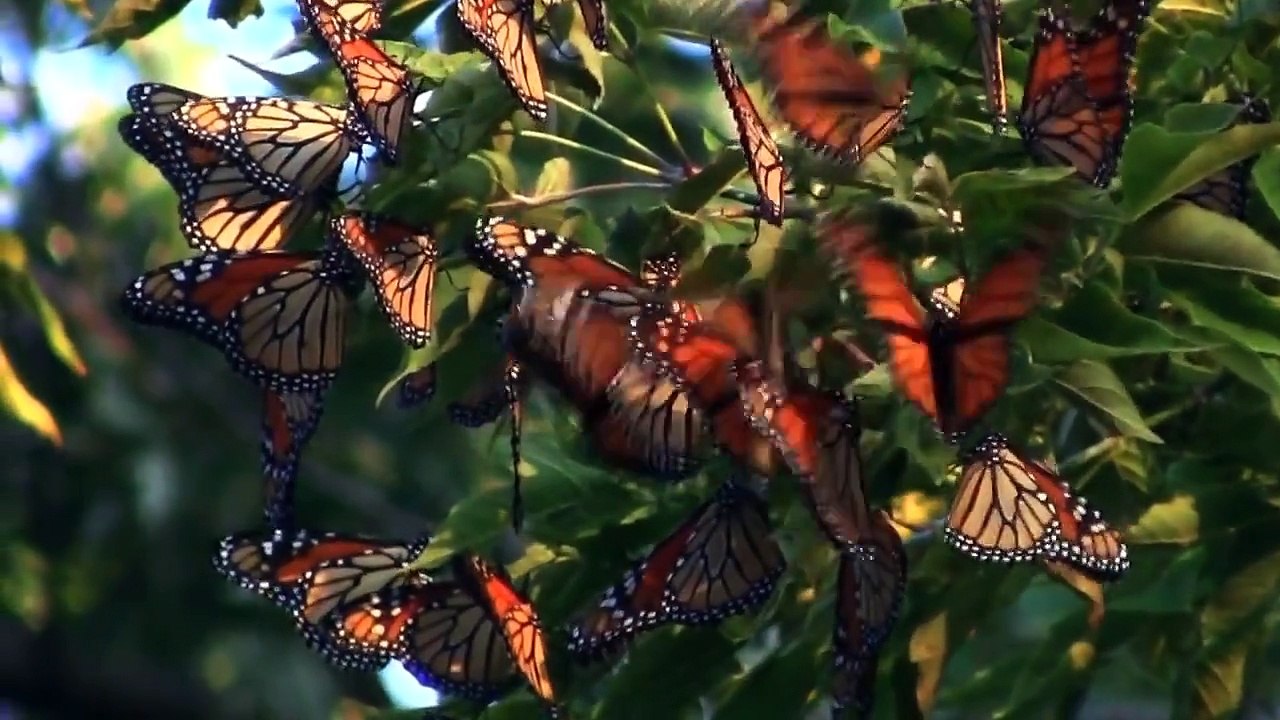 Transitions: Vantage Lenses
