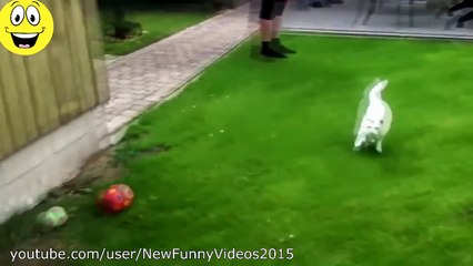 Best Funny Videos - Dogs scared of cats - Funny animal compilation