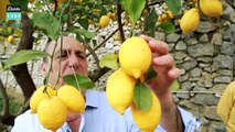 How to make Limoncello | Gennaro Contaldo