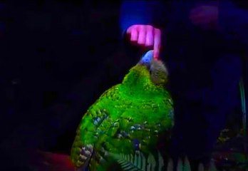 Kakapo Papağanı