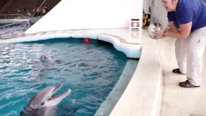 Meet the Dolphins (binaural sound, best with headphones!)