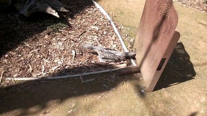 Original "Angry Bird" seething (Bush Stone-curlew)