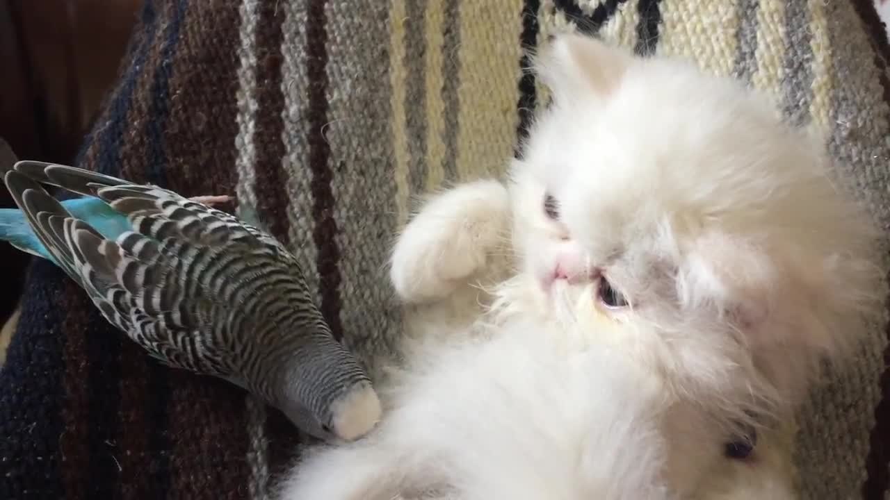 White Persian kitten interacts with friendly parrot