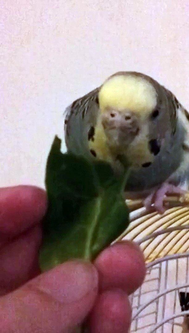 ⁣Tiny Parakeet vs. Large spinach leaflet.