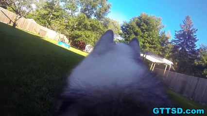 HUSKY POINT OF VIEW | GoPro Dog Harness Fetch