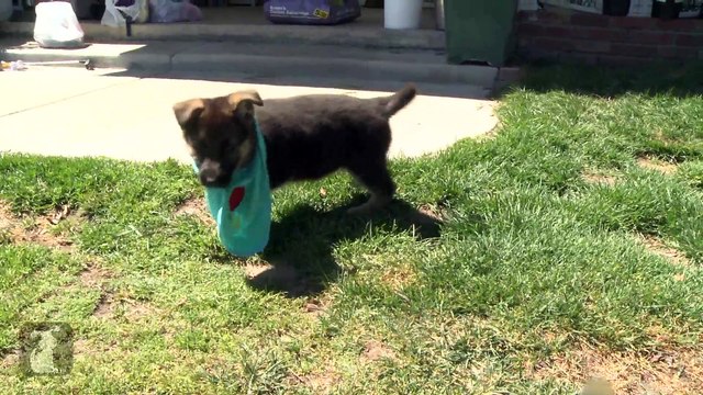 Fluffy German Shepherd Puppy Wears Bib