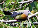 Suara Burung Punai Bersih untuk Pikat